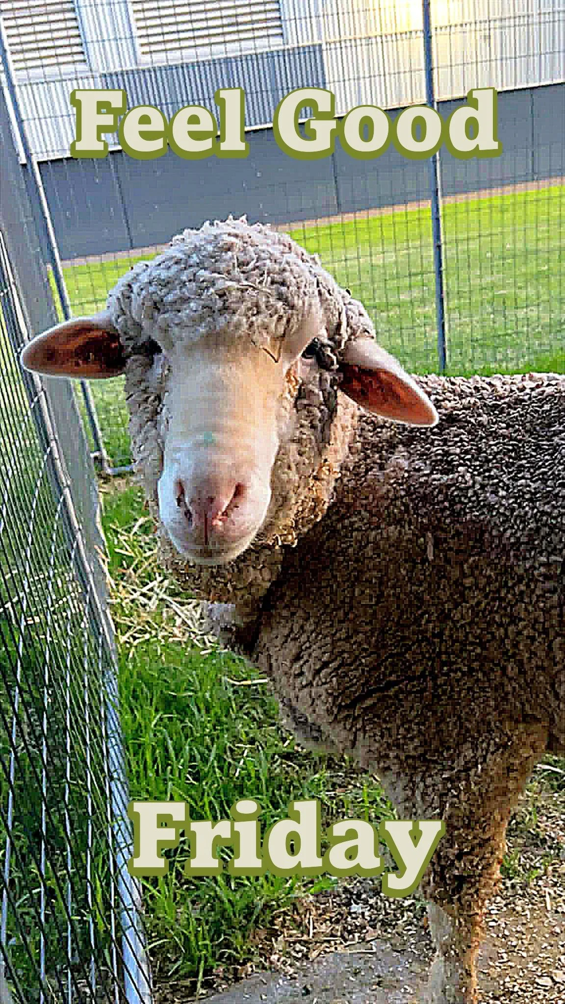 OH, WHAT A FEEL GOOD FRIDAY!

TONIGHT......HE'S COMING HOME!!

Karma has been given the all clear to leave hospital and return home. After a few up and down days Karma has, from reports, really come back into his own. So much so, that his cheekiness 