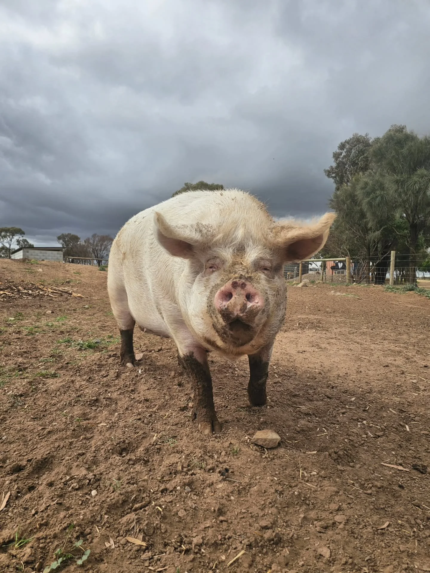 Hmmm. We pretty sure we caught Rosie sneaking out today. She must have been going somewhere swank.....she had her mud-socks on.....🐖

❤️ FUREVER FARM - Where the voiceless come to speak ❤️ 

#Rosie #fureverfarm #farmanimalsanctuary #kindness #wheret
