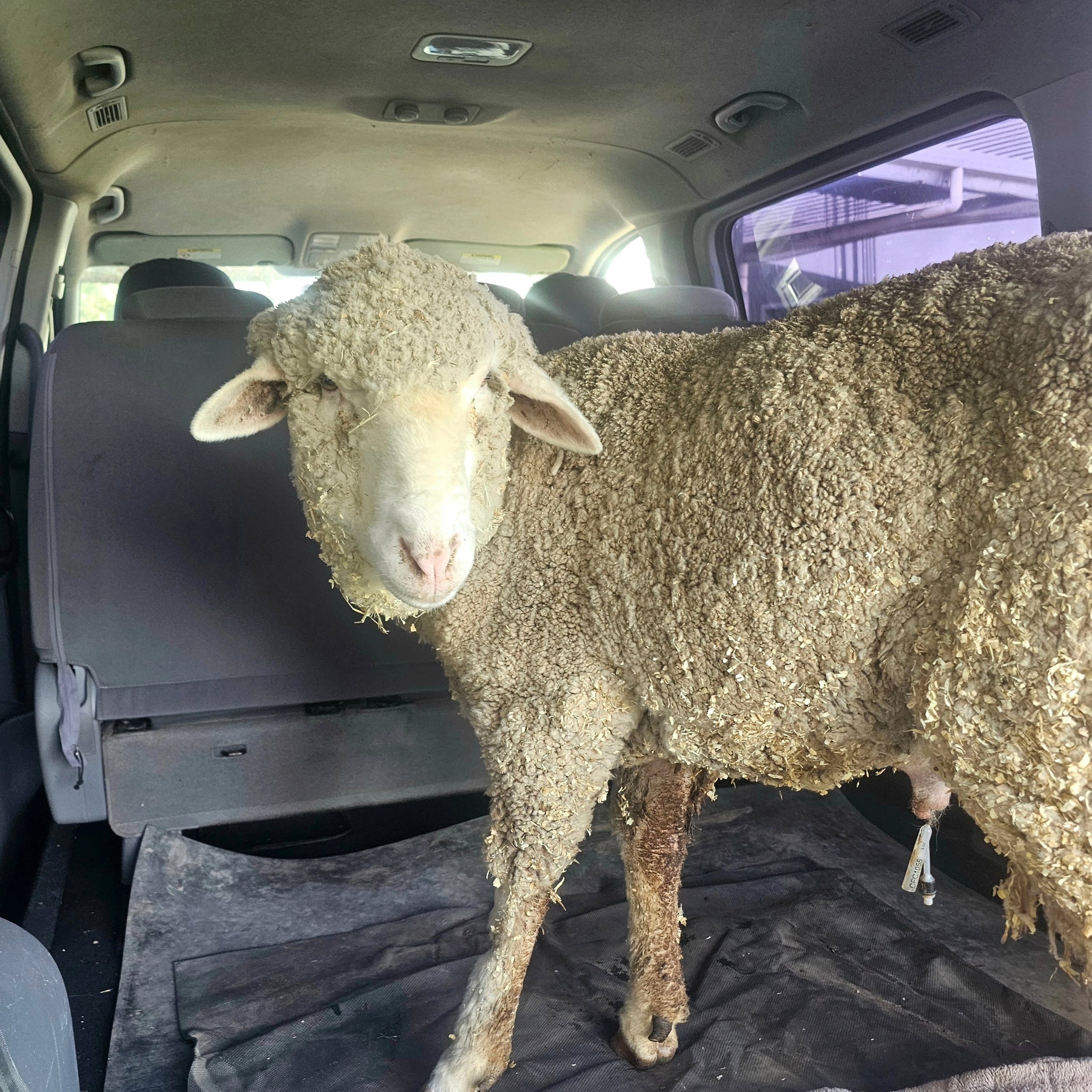 We sigh, for it was like teasing him. 

Collection and return to sanctuary for Karma would be like a tasteless joke! For his joy would ring for literally 10 minutes.

Collecting Karma from Roseworthy was exhilarating! It was pure ecstasy as we got to