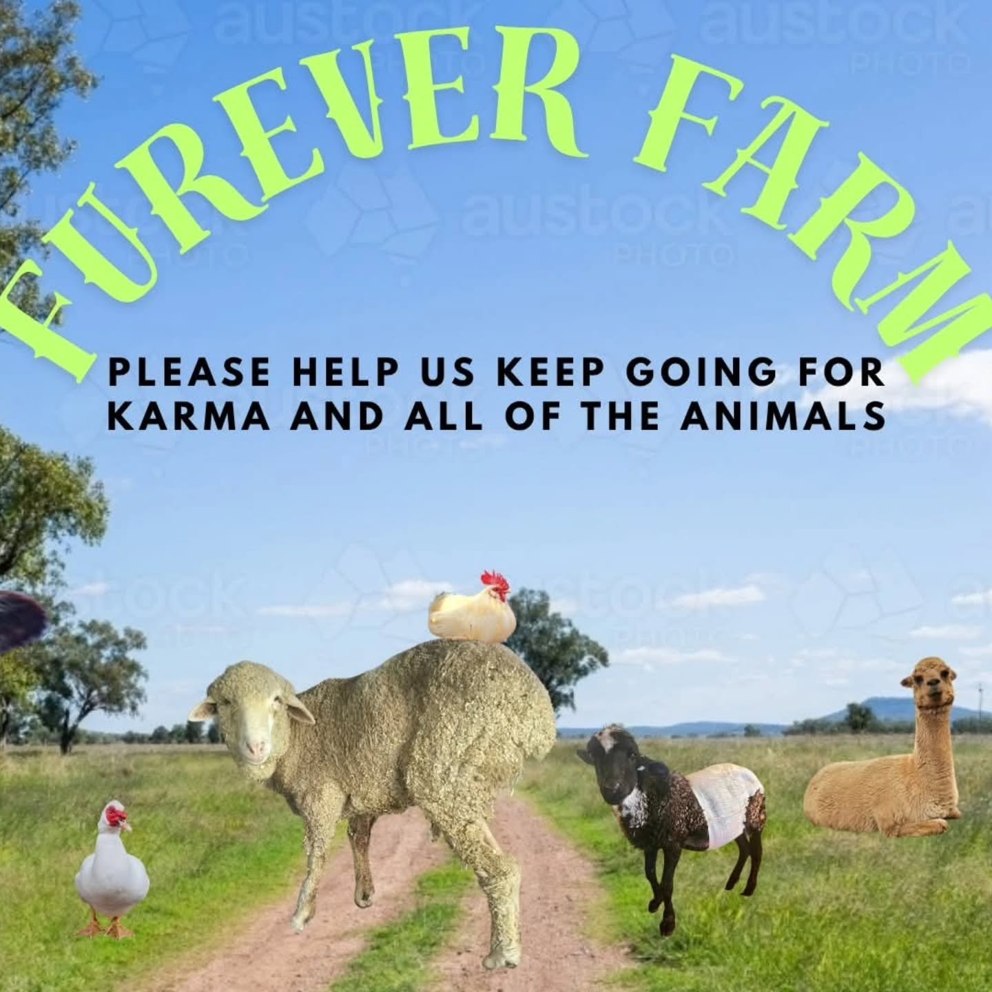 It is the same call for help, but now with a major hurdle.

The sanctuary's crowd fund has been sitting idly as greater worries took place. As you know, dear Karma was dealt a cruel hand of fate a few weeks ago, requiring further hospitalisation and 