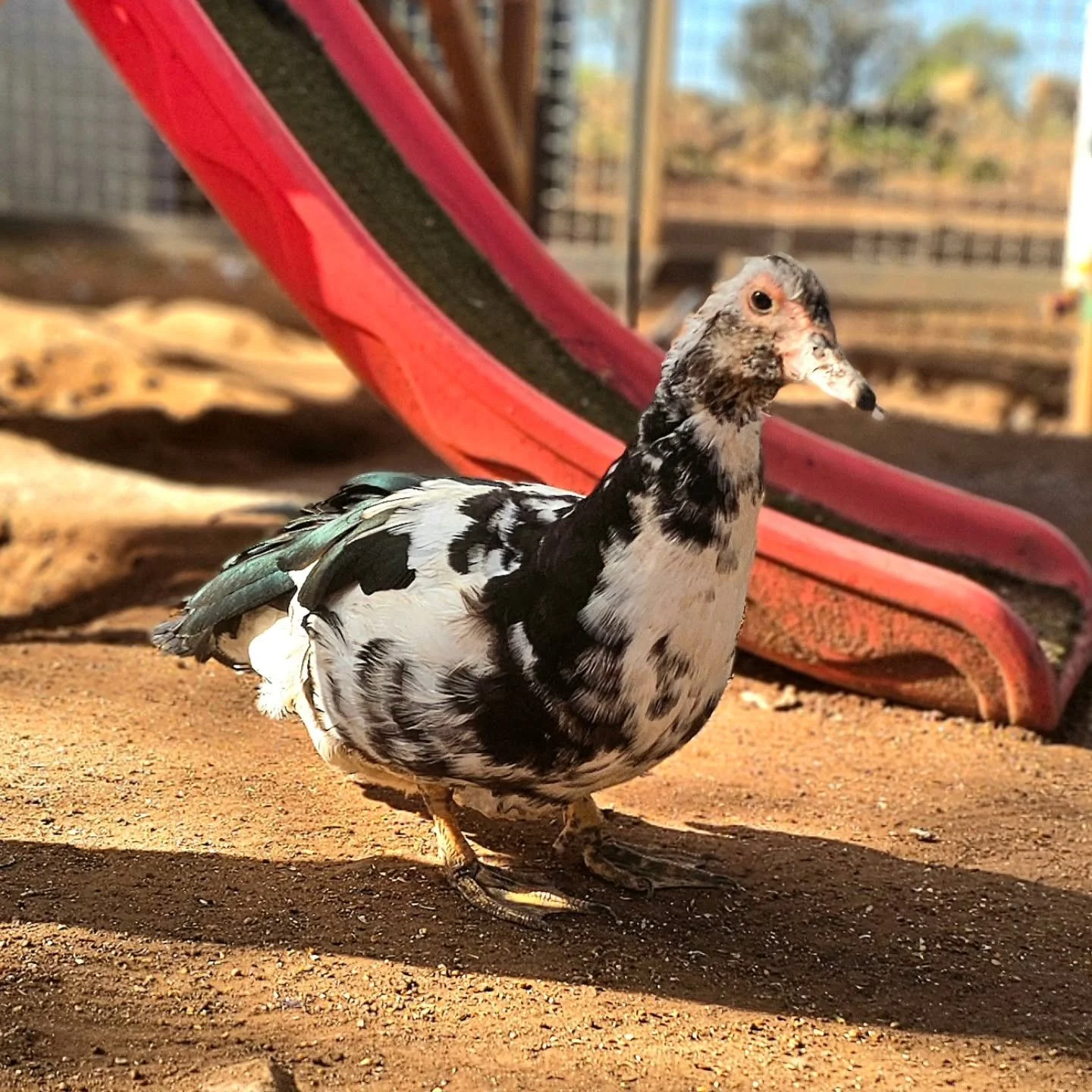 Daysee - a prime example of reaching that age where youth is no longer of importance. 

Being a duck of 10+ years sees one chase only one thing; peace and quiet. Daysee reached her milestone preferring to be alone. Separating herself from the younger