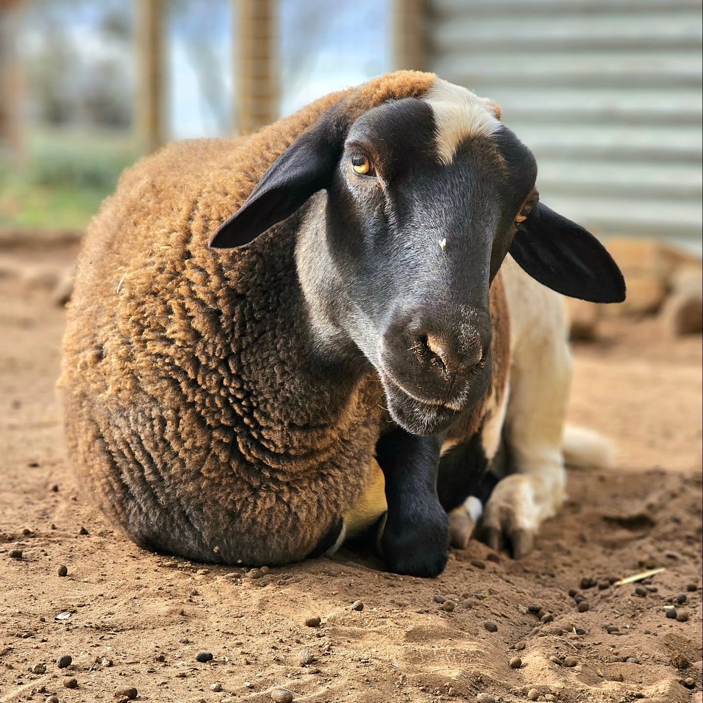 In all the turmoil of the recent past we want you to know we haven't forgotten this sweet boy!

How could we? Such immaculate bliss resonates from Kit-Kat from the inside and out. Gentle perfection and a determination of strength to see him throughou