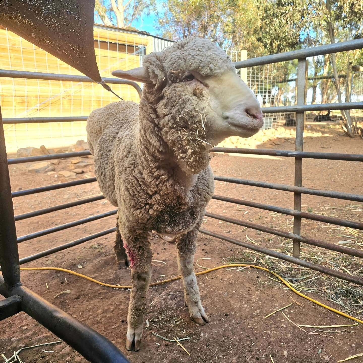 Yesterday we didn't post Wishlist Wednesday. Not because we dont have any wishes....oh, how we have wishes! 😂 But rather because we had it on good authority that, today, we would be celebrating  Thankful Thursday! Call it an insider tip.

And yes, i