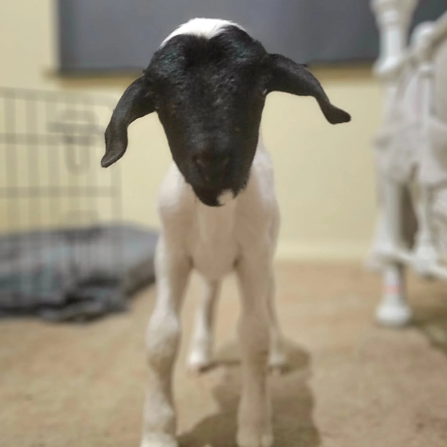 Murphy - joins us at a mere 2 days old. Joining this world at midday Wednesday it was apparent that this tiny boy was special. You see, Murphy is blind. Coming from the same paddock as another of the sanctuary's blind lambs, Lambie, we now concentrat