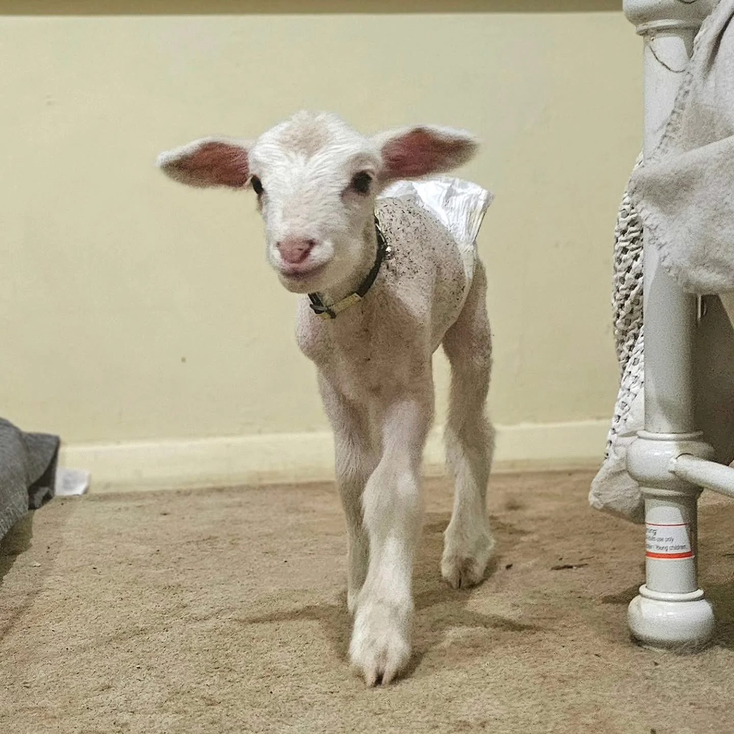 Prickles - comes to us all of 5 - 6 days old. Found calling hysterically for his mumma, and trying to chase her when he found her, Prickles simply wasn't being fed.

Upon looking at Prickles's mum we have a hunch that her reason for not feeding her l