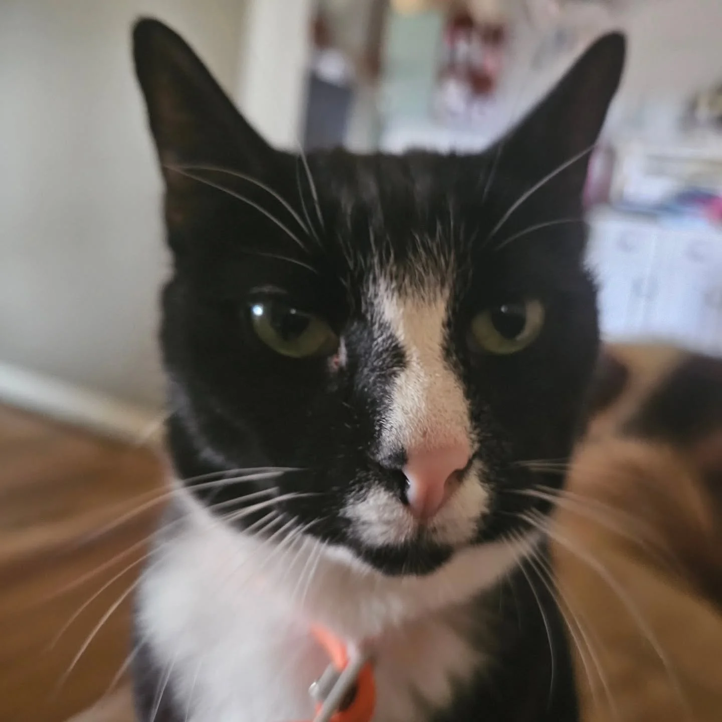 "No! I refuse to acknowledge you until you cough up the treats! The treats, I say. You know the ones. The biscuits shaped like fur balls!!!" - Winston. 💚

❤️ FUREVER FARM - Where the voiceless come to speak ❤️ 

#Winston #fureverfarm #comp