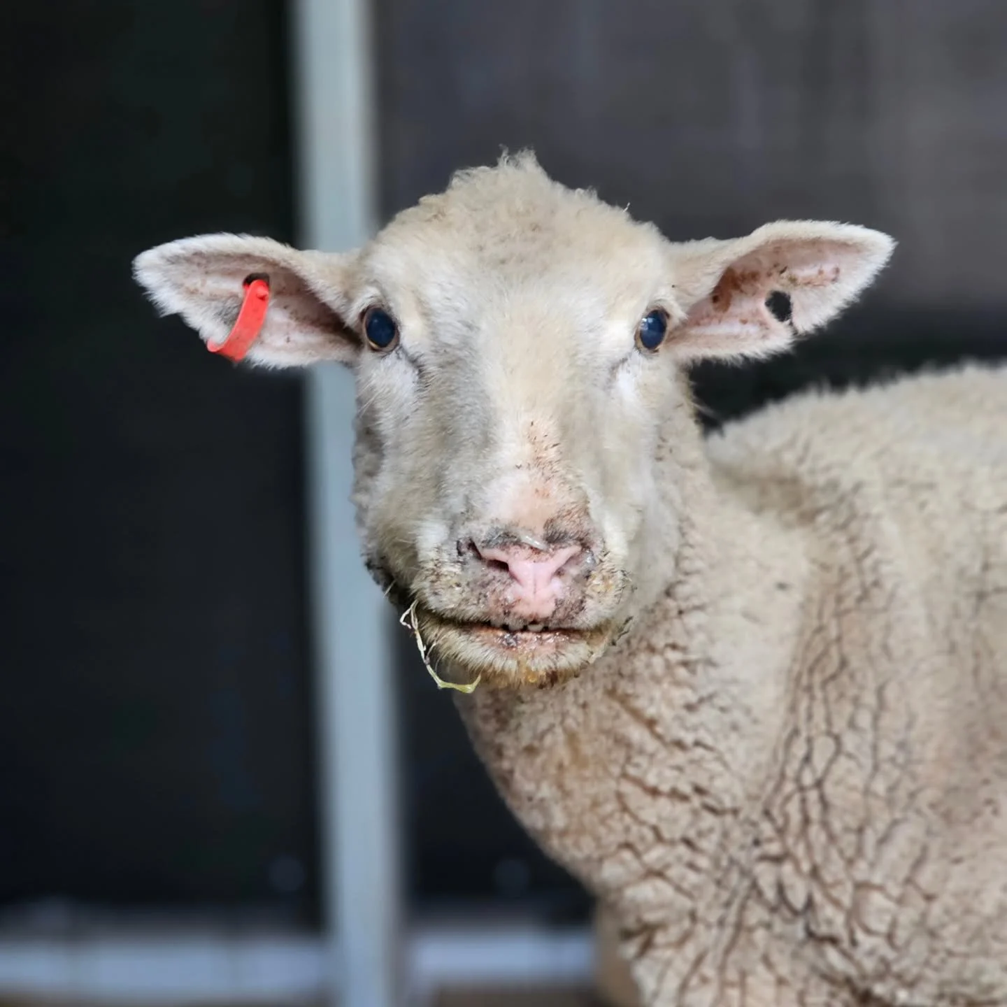 Josie - has come via necessity....and a hopeful reunion.

Josie is dear Prickles mum. Taken from her paddock after not feeding her little boy, Josie presents with symptoms of illness that are alarming and need treatment.

With severe metabolic, toxic
