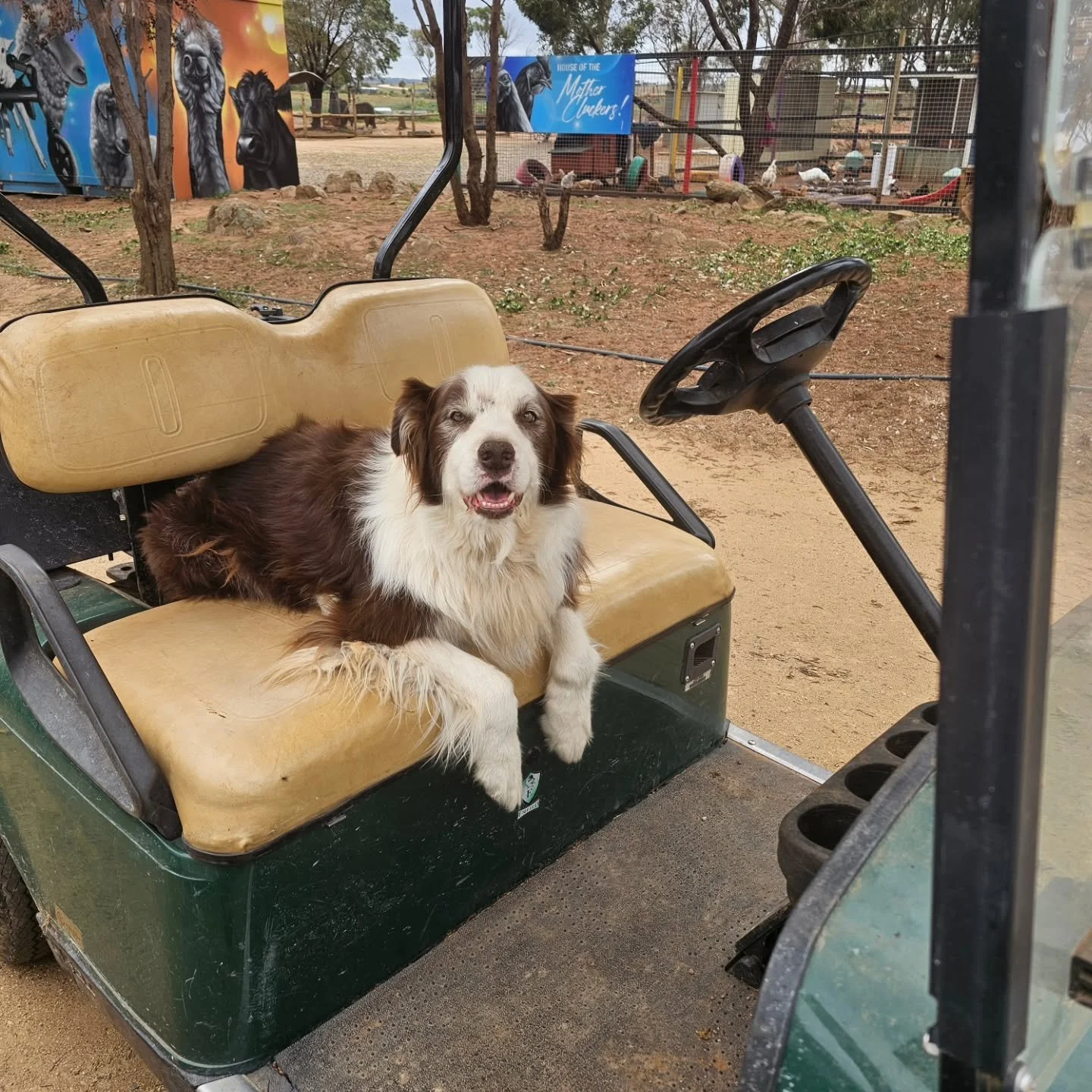 "C'mon everyone. I'm driving!!" 

Youve never met a boy who likes a ride in all vehicles more than Max! He'll sit and wait forever! 😂

❤️ FUREVER FARM - Where the voiceless come to speak ❤️ 

#Max #fureverfarm #sanctuary #compassion #where