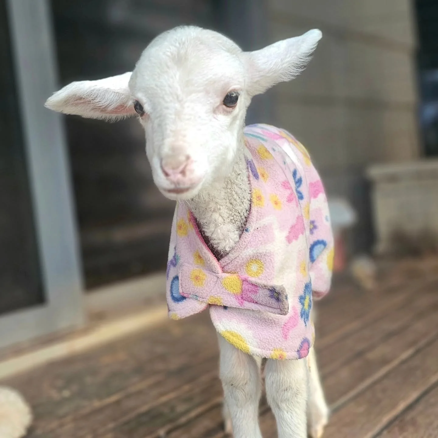 April - joined the world just in time to earn her name.

Sadly, April would become orphaned and find herself searching for other little lambs with which to play, forming a family where one once was.

Enter the life of sanctuary where lambies were awa
