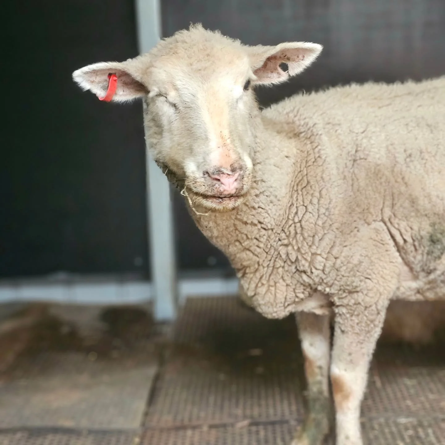 Whilst Josie gave us the wink of approval today, she is still not completely out of the woods.

In one of those scenarios where being wrong on possibilities, but so happy to be so, Josie attended Roseworthy earlier this morning presented "as is&