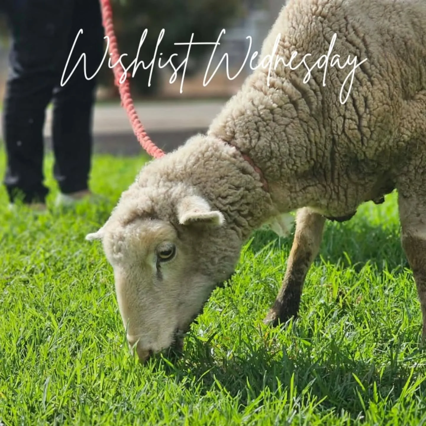 This WISHLIST WEDNESDAY we humbly continue to ask for your help. We need your kindness to allow us to continue what we truly believe is our calling. To rescue and save animals in need. To provide THE utmost care regardless of expense. To provide acce
