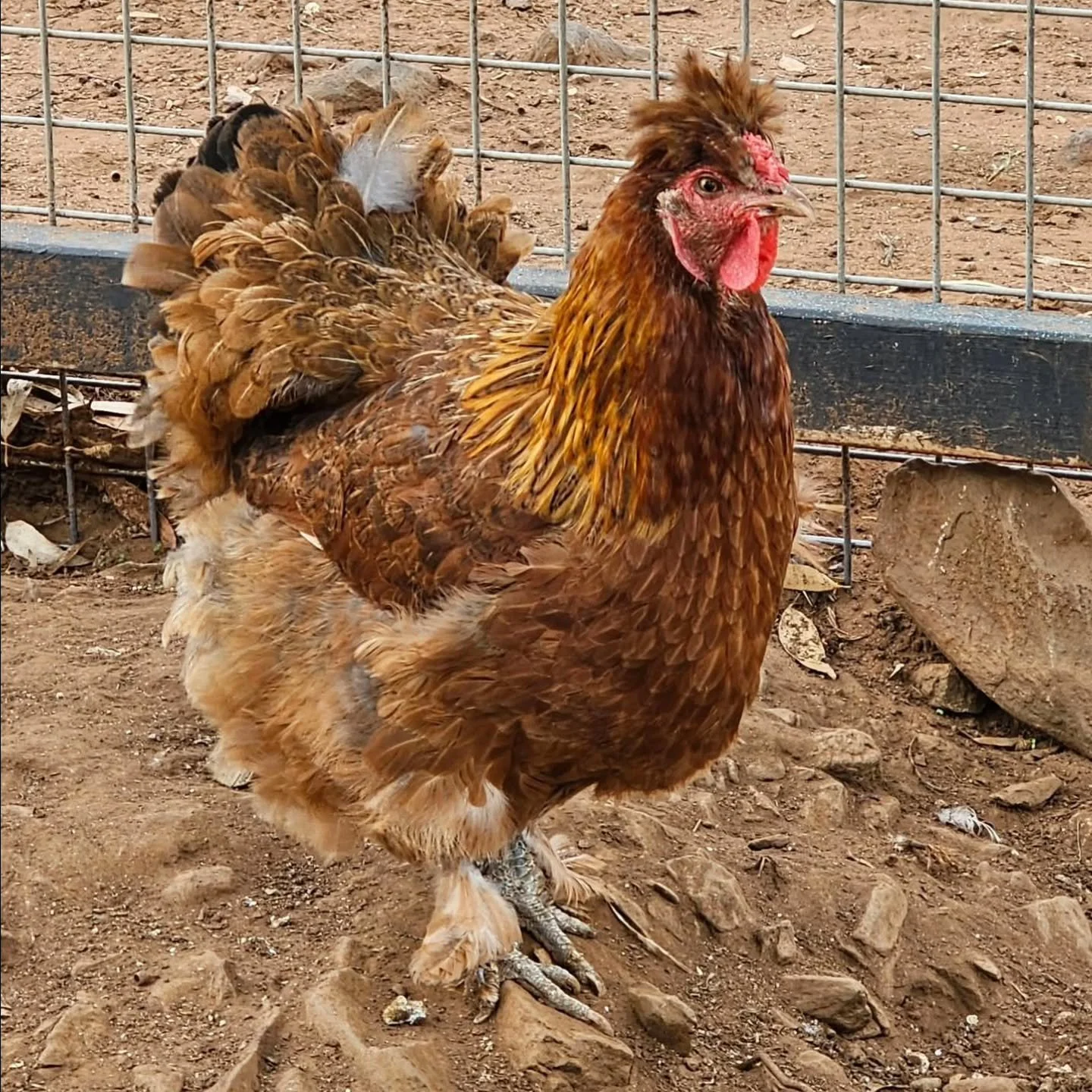 Pauline - has set sail for a smaller gentler coop life.

The very best friend of the recently departed Russell Crow, Pauline mourned her favourite friend. Sticking to herself and avoiding the rough house of the House of Mother Cluckers, we felt that 