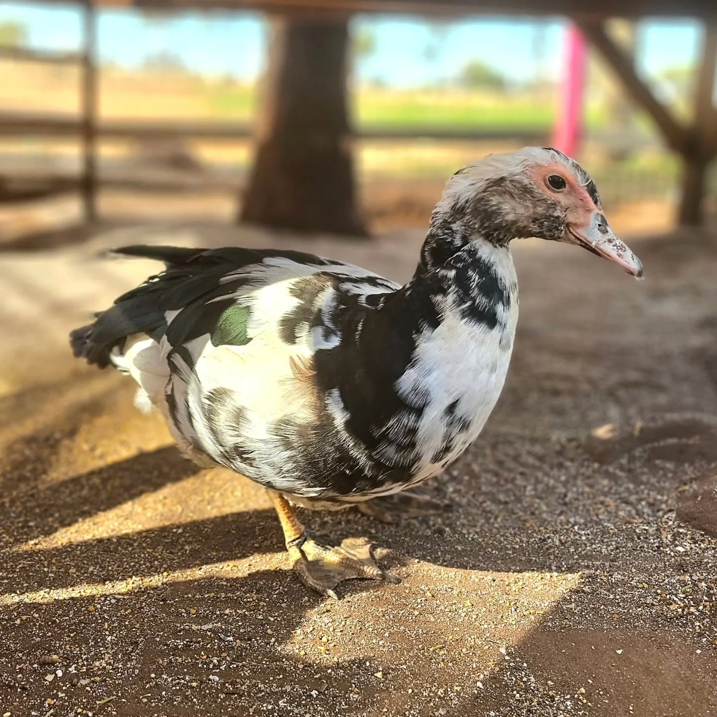 Daysee - welcome back home!

Daysee has returned to her original abode. It turns out that Milly the Goose didn't like Daysee encroaching on her territory after all. We understand. Mills is old and set in her ways, so as much as Daysee tried it just w