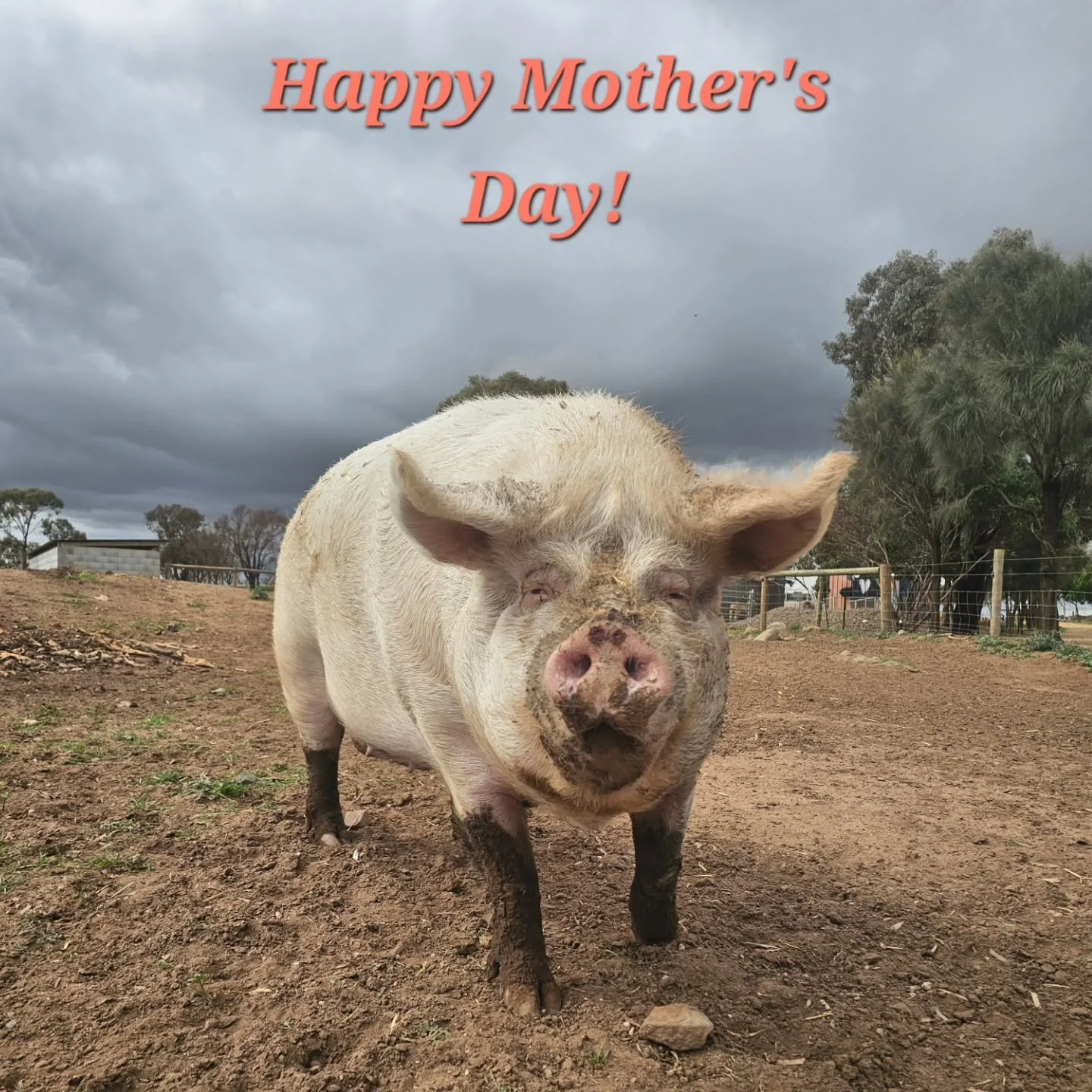 Happy Mother's Day to one of the sanctuary's famous mums!

In fact, Happy Mother's Day to all of the animals who have been mums, and to all of the human mums around the world!

Mums play such an important role in the love and nurturing of their young