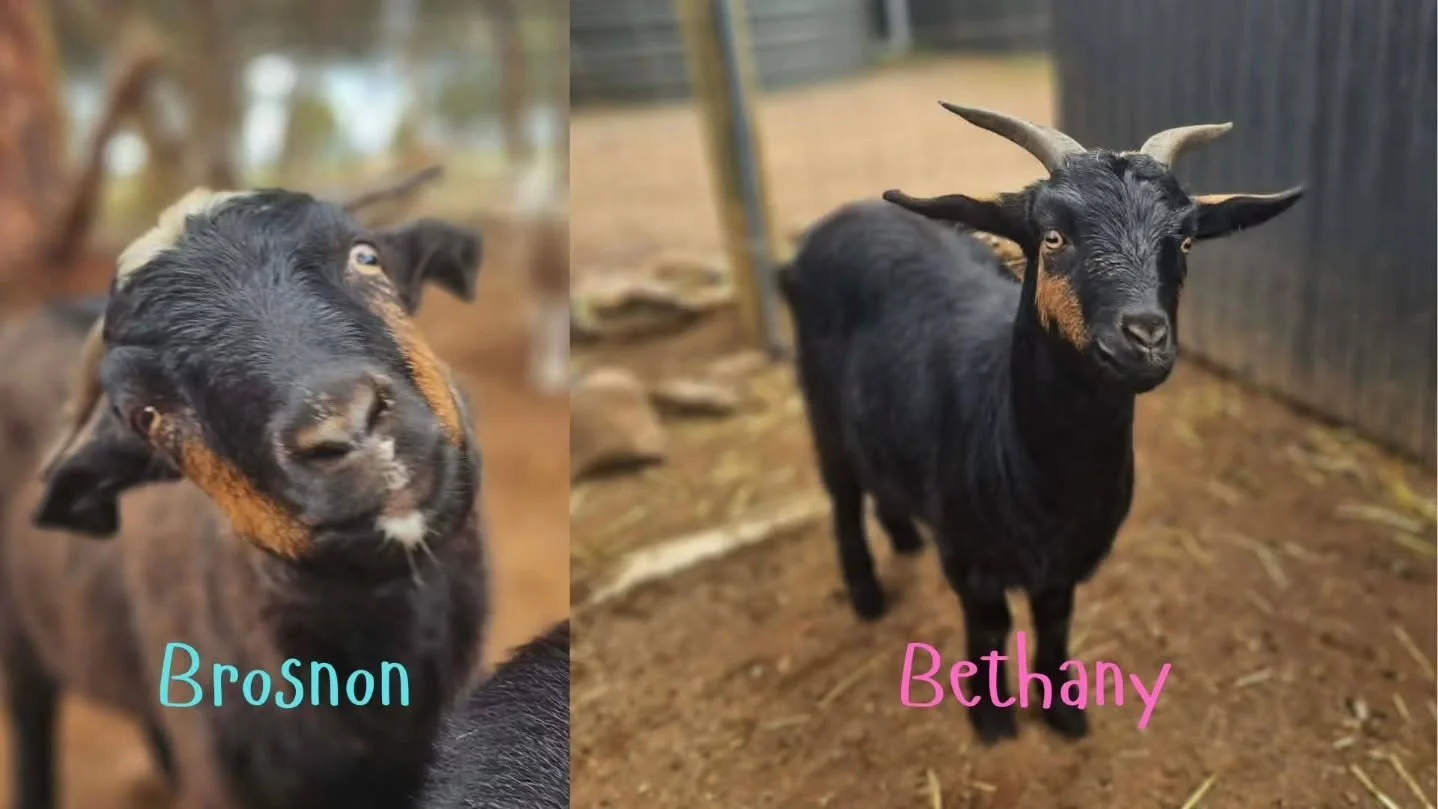 Brosnon &amp; Bethany - the twin kids with hearts of gold and energy to burn have left the building.

Eager to forge their own reputation, but clear in their appreciation to a wonderous beginning to life, these two gorgeous goats depart for a life of