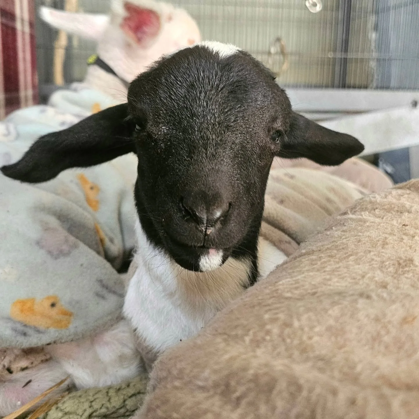 Last night we promised you exciting news about gorgeous little Murphy. Then we realised there are two milestones!!

Firstly, happy 2 week birthday Mr. Murphy 🎂! 🥰 It might not be the biggest birthday celebration, but two weeks is important in the l