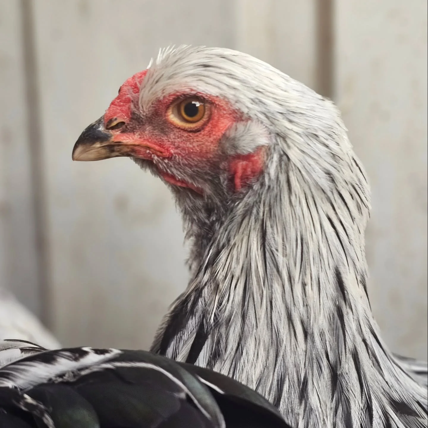 Scratchy - yep, you guessed it!

The second of the Brahma hens seeking a home, Scratchy comes heavily bonded to her pal, Itchy. Of the same age, 5 - 6 months, Scratchy is already one big girl! As per the handbook of the Brahmas, size is in no way rel
