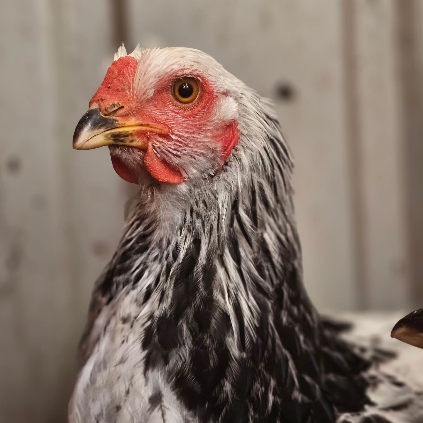 Itchy - joins the House of the Mother Cluckers a mere 5 - 6 months of age. 

A Brahma chicken, this hen will be of the large variety. Hailing from the US, the Brahma chicken is thought to be Americas first ever US bred. Sadly, they are used for consu