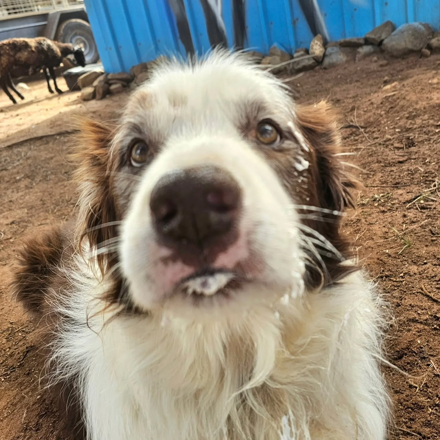 Do you think Max and Sigmund like yoghurt?

Which one do you think likes it more?? 😂

❤️ FUREVER FARM - Where the voiceless come to speak ❤️ 

#max #Sigmund #fureverfarm #sanctuary #wherethevoicelesscometospeak