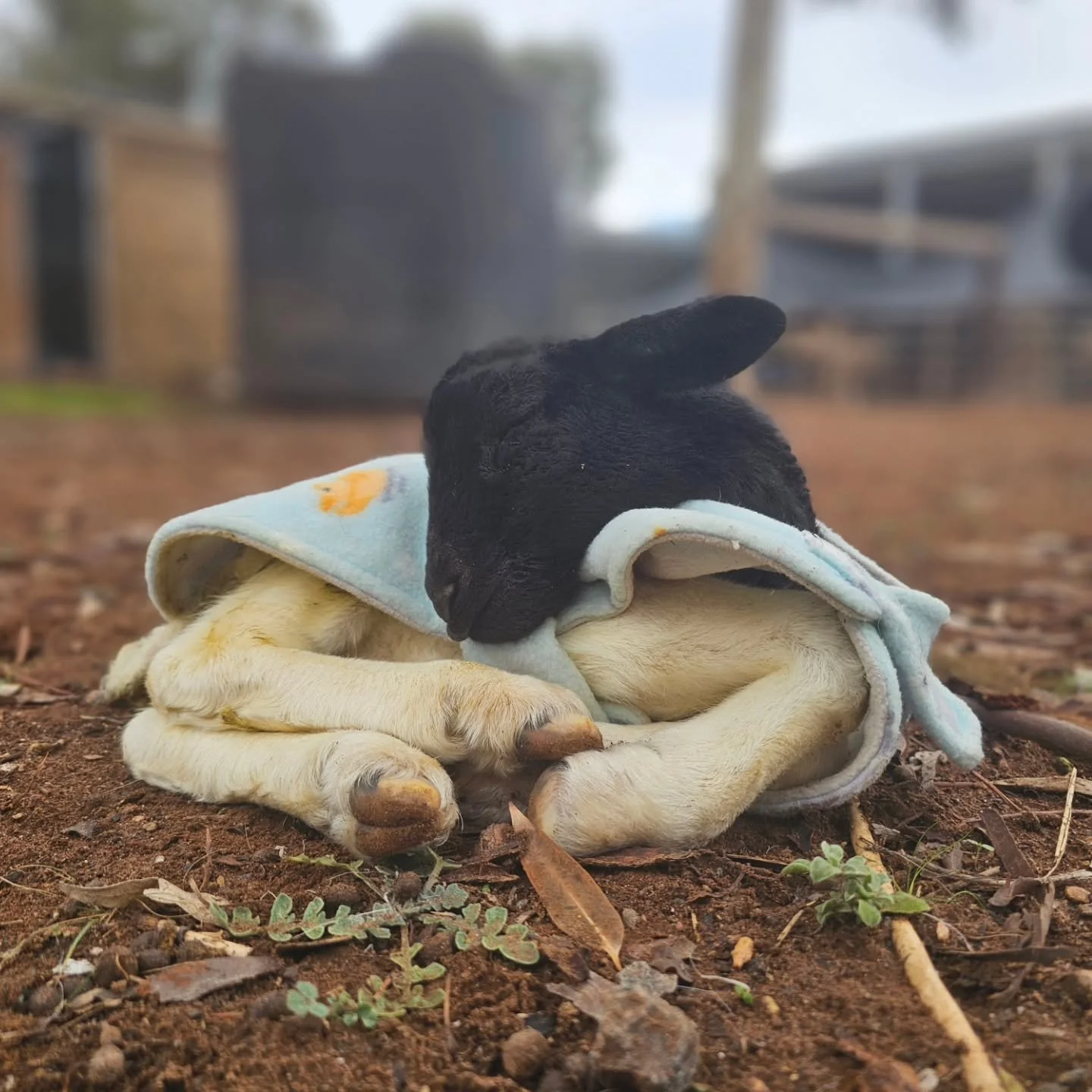 Oh, our hearts. 🥰

The sweetest of babies for a Saturday afternoon.

Parker. 💘

❤️ FUREVER FARM - Where the voiceless come to speak ❤️ 

#Parker #fureverfarm #compassion #sanctuary #wherethevoicelesscometospeak