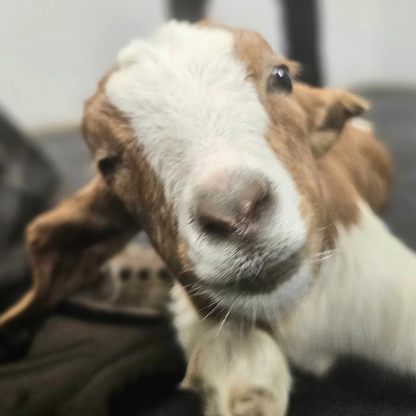 Sunshine - is simply the sweetest 3 - 4 month old goat kid. It is a crime that her life, to date, has been so disasterous. 

Coming to us we have learned Sunshine's background. One of so frequent neglect. Let us be clear, what has happened to her is 