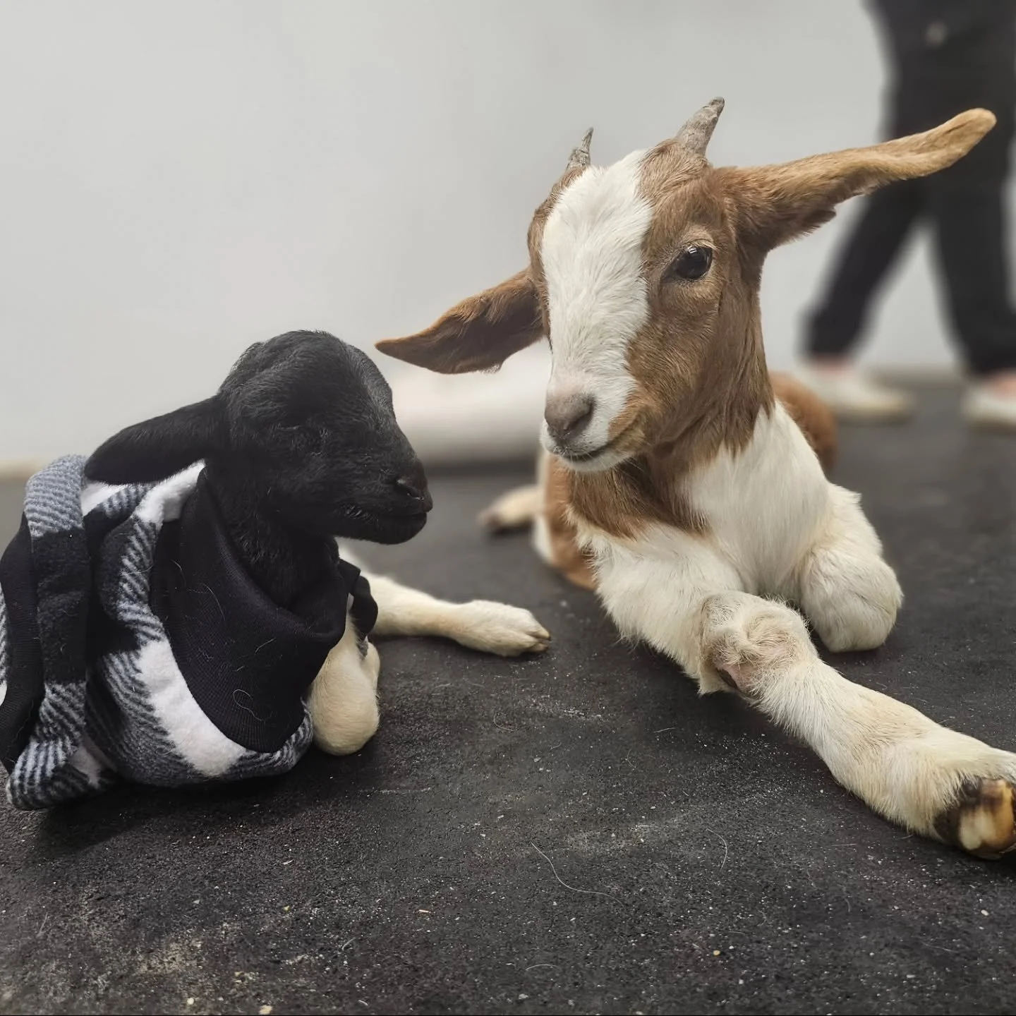 The sad tale of two babies start to life.

Last night was spent at Roseworthy Large Animal Vet with two very special and beautiful souls. A kid named Sunshine and a tiny lamb named Parker. Both animals are on a delicate timeframe. Both have different