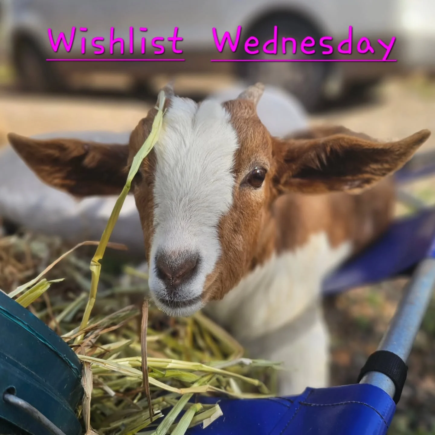 On this WISHLIST WEDNESDAY there is another special wish.

This day the many needs of the sanctuary make way for the animal's priority. This week, we have a special wish.

We shift our focus squarely in the direction of little Sunshine. The kid with 