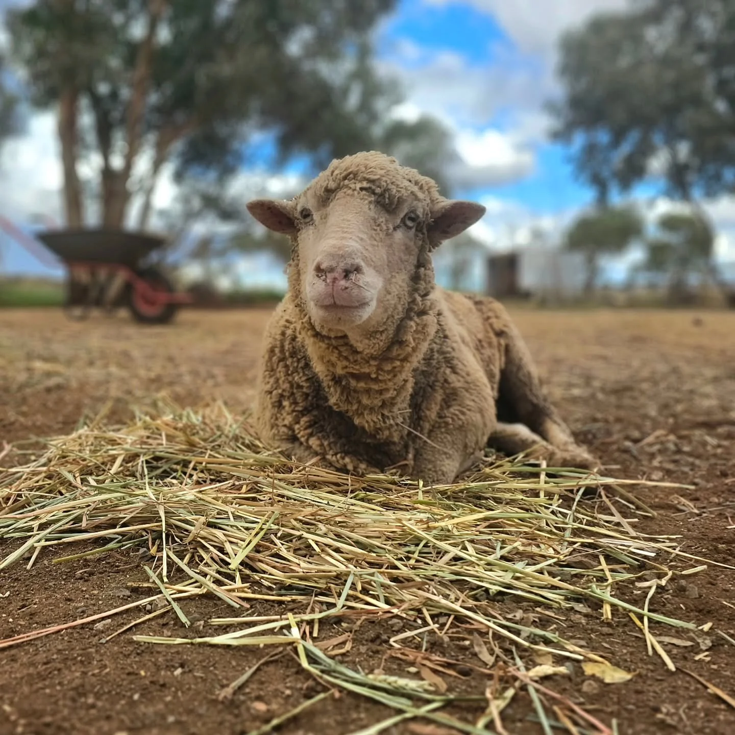 Bucky has seen a few come. He's seen a few go. And, alongside us, he's thankful for those who are here.

In Australia, from May 18 to May 24 it is National Volunteer Week! We are so aware that this week celebrates literally millions of kind hearted p