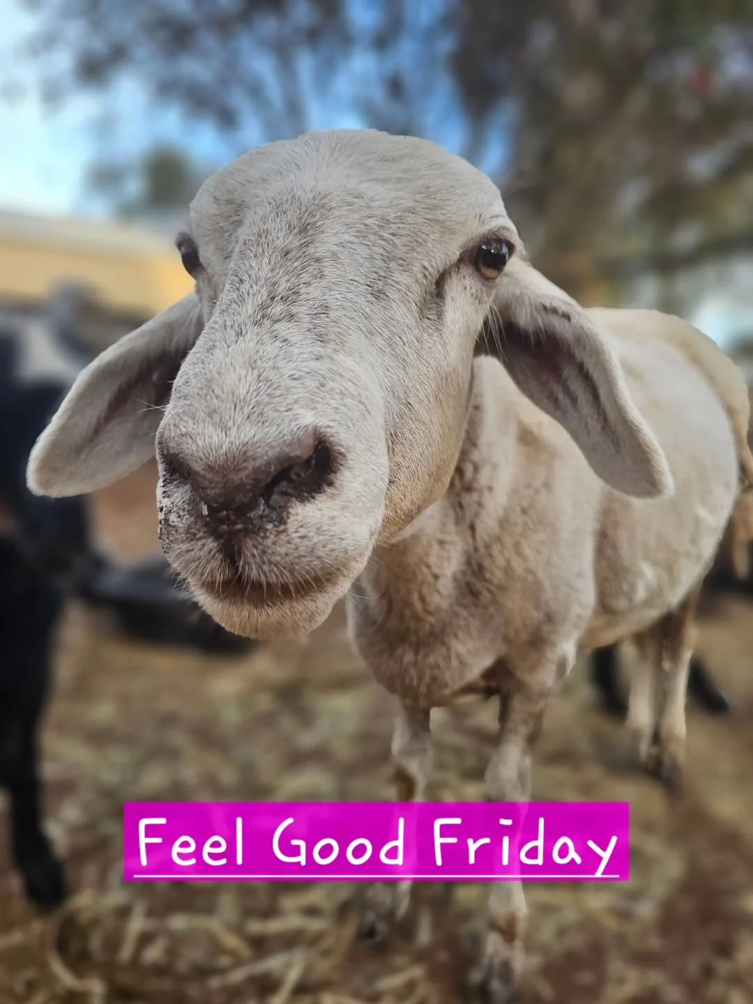 If ever we all needed a FEEL GOOD FRIDAY it is this week.

How about we take note of this beautiful boy? Look how happy and healthy he is! A far cry from the shell of a sheep that was rescued all those months ago.

Of course, we talk of Thomas! The g