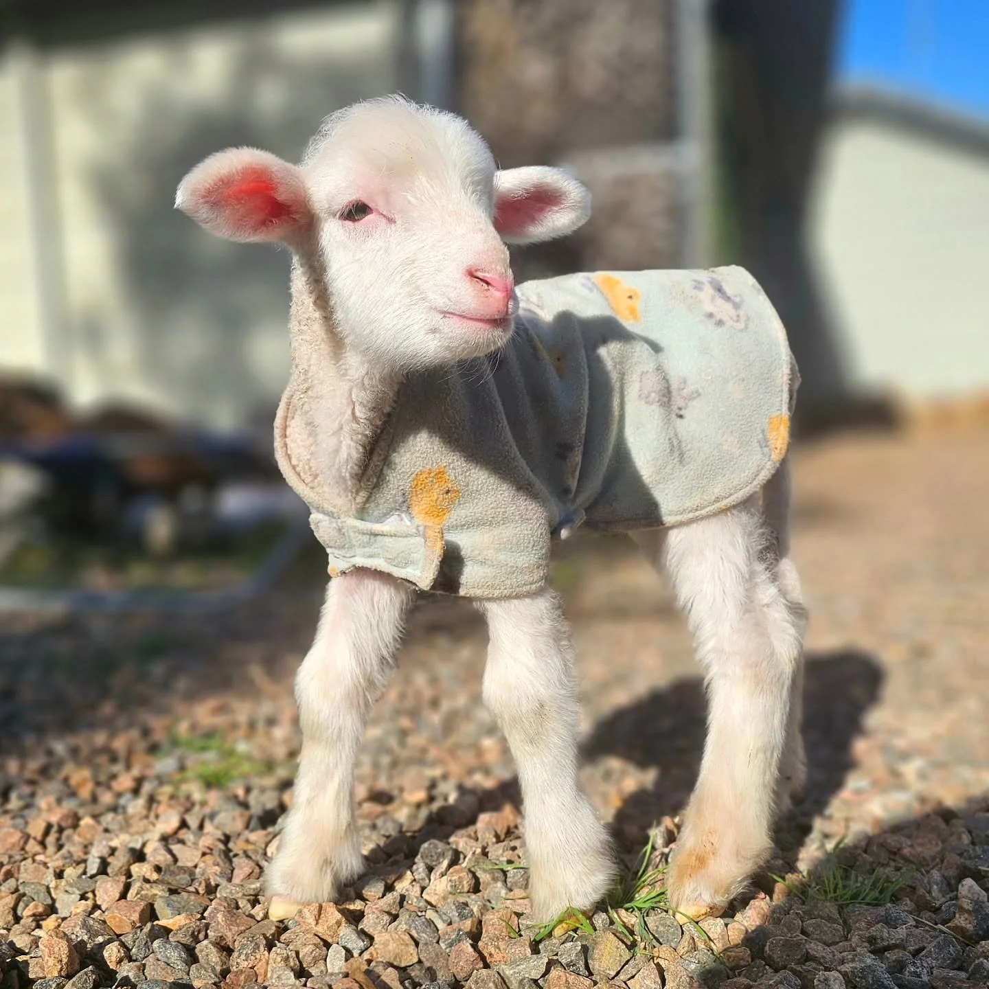 Casper - the very friendly lamb!

Floating in at less than a week old, Casper was another lamb who found himself orphaned. If not for some caring people who knows what would have become of this little man.

Bright white and snuggling with a smile, Ca