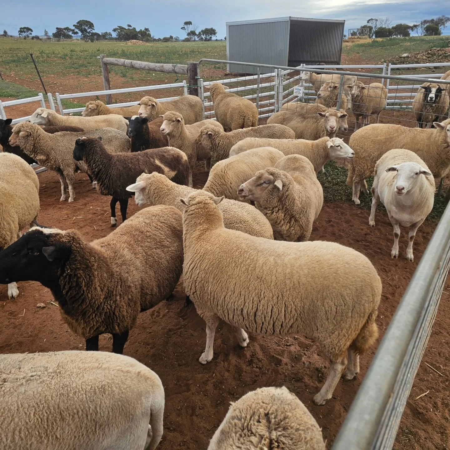 "Please shave our bums." - collective roar.

Just a portion of the Furever Farm sheep gathered awaiting crutching today. We hold our breath, look up to the sky and hope for NO rain! Yes, we know. Usually we ask for plenty of sky water, but 