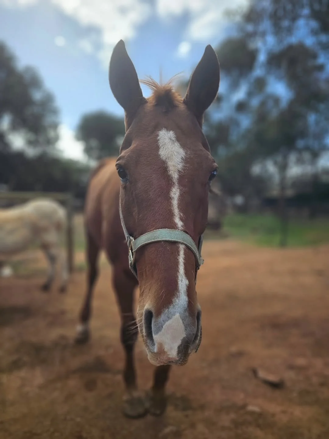 Piper is smiling again!

Healing and ready to move back into the big paddock with her fellow horses. 

Piper had a sore foot so was removed from the open areas and rocks to rest up while she was worked on. To be fair, it hasn't really been a holiday 