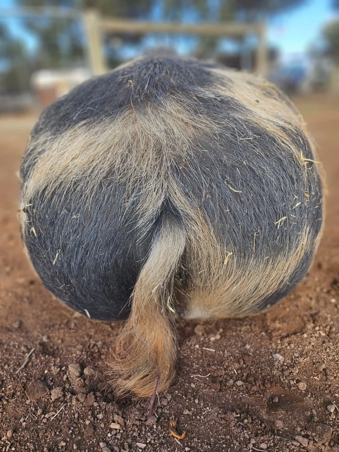Someone's waiting patiently for their breakfast. And what a cute bum and TAIL it is!

Who am I? 😁🐷

❤️ FUREVER FARM - Where the voiceless come to speak ❤️