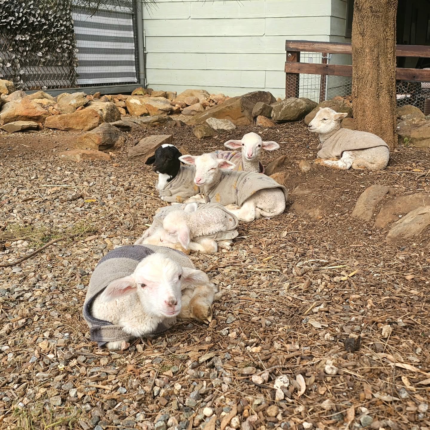 Sooo much cuteness all in a row!

Edward. Casper, Prickles, Murphy, April &amp; Biscoff.

💚💚💚💚💚💚

❤️ FUREVER FARM - Where the voiceless come to speak ❤️