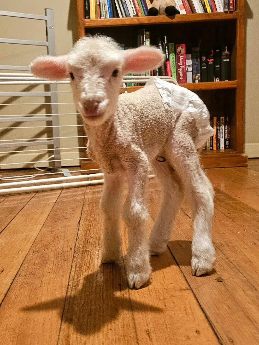 Marge - travelled the great distance of approximately 915km, or almost 10 hours, after sadly becoming orphaned on a farm in Penong. 

Yes, way out near Ceduna one kind person realised dear Marge's plight. Discovered the day after birth cradling a dec