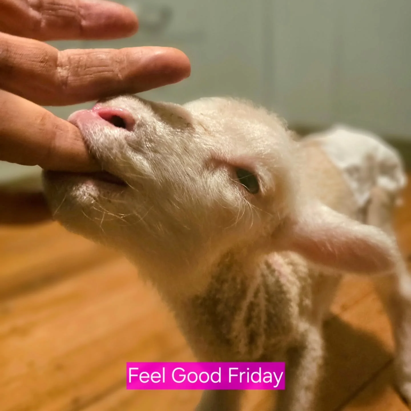 Animals are dealt a terrible hand by humans. Thrown the Joker card, especially farmed animals. We need not delve deep into the atrocities of a human made industry existing purely for unnecessary evil. We all know the score 

But we must never forget,