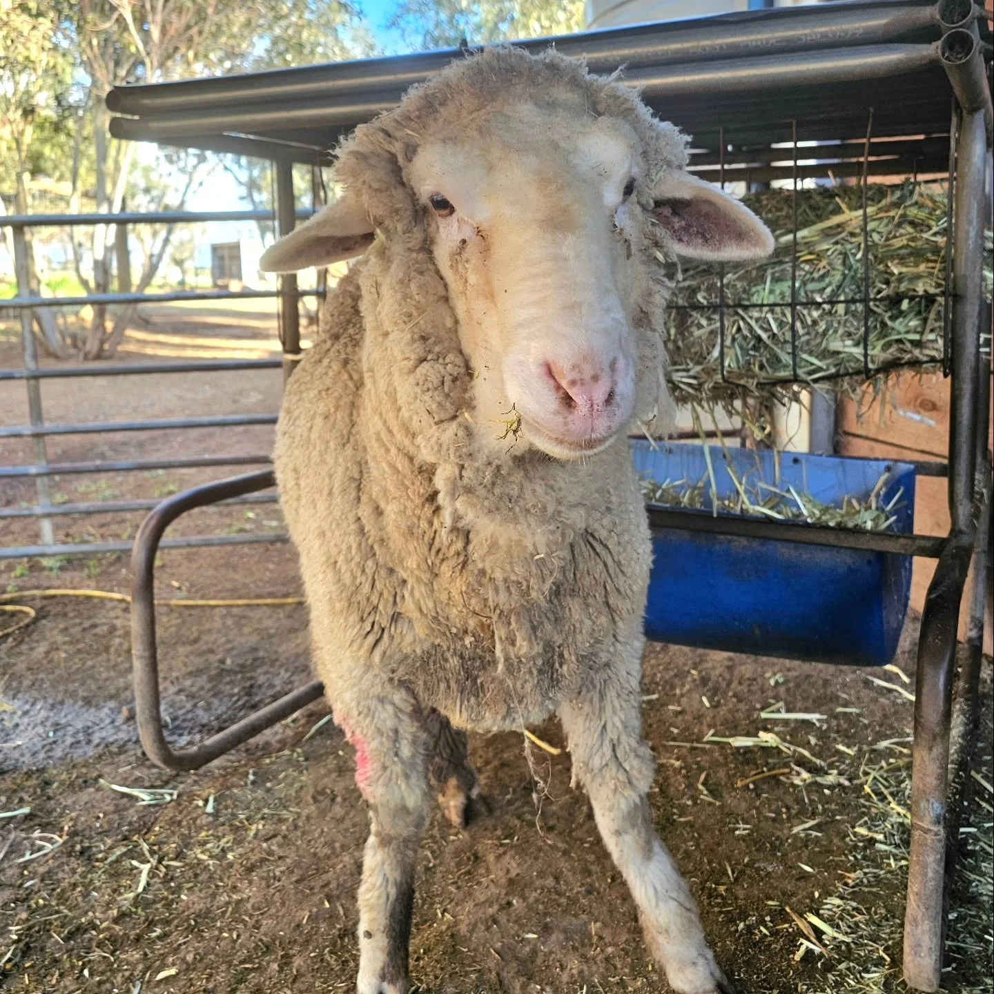 We're not sure what to make of this crutching time haircut. Karma isn't sold on it either. He thinks it's a bit.....ahem......highbrow. 😁

❤️ FUREVER FARM - Where the voiceless come to speak ❤️ 

#karma #haircut #fureverfarm #sanctuary #wherethevoic