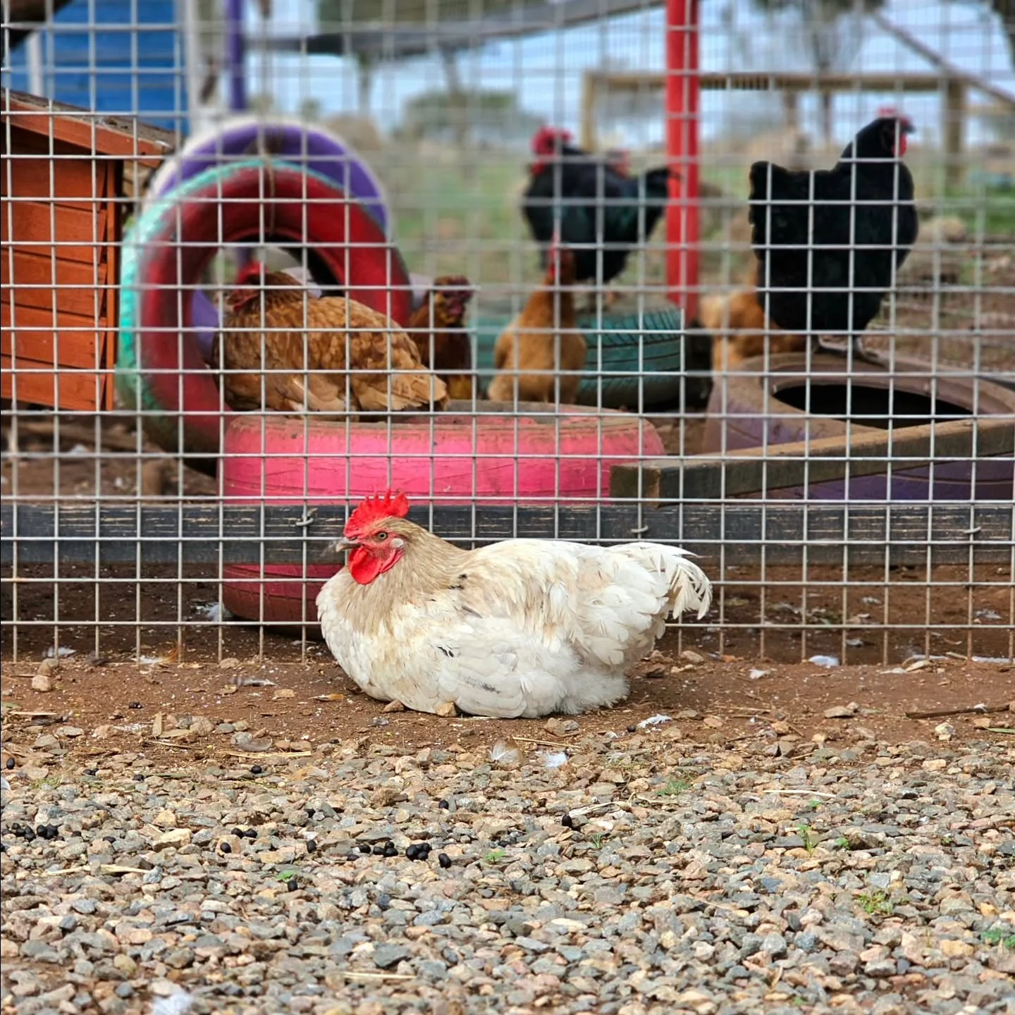 Dee Dee is quite proud. Managing an escape daily to wander the grounds.

But, all of a sudden, one chooky is left to ponder; how do I get back in?? 🐔

Hang on, Dee Dee. We're on our way! 

❤️ FUREVER FARM - Where the voiceless come to speak ❤️