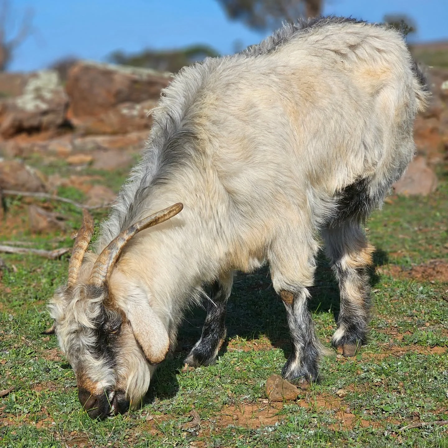 A goat is not just a goat.

Yes, a goat is highly intelligent. They are super curious and definitely a herd animal. With an agility exceptionally nimble, they can jump heights of over 1.5 meters, especially to reach desired foliage. 

We could truly 