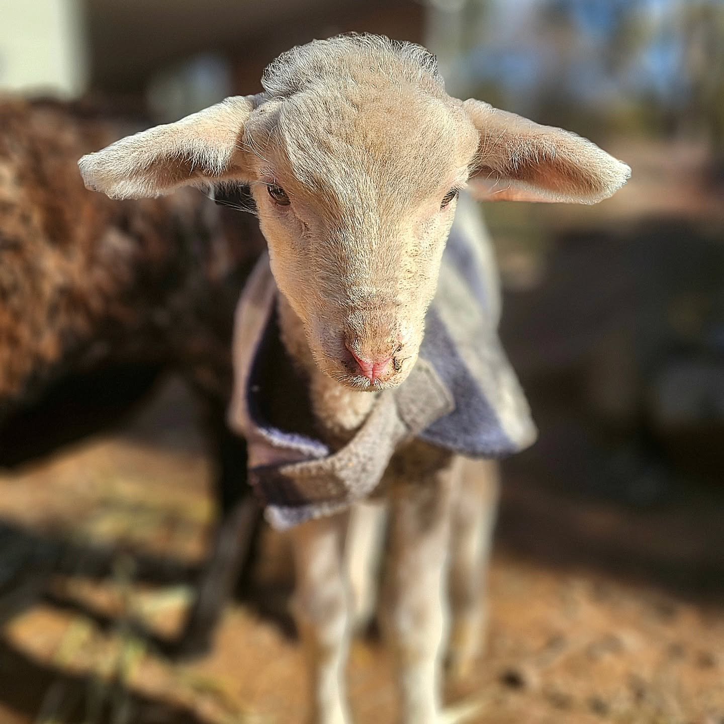 Brock - the shy reserved and slightly frightened little soul has found safery.

Discovered in a paddock all alone without a mumma, Brock simply couldn't be left to his own devices. This paddock was inhabited with foxes just waiting for a baby such as
