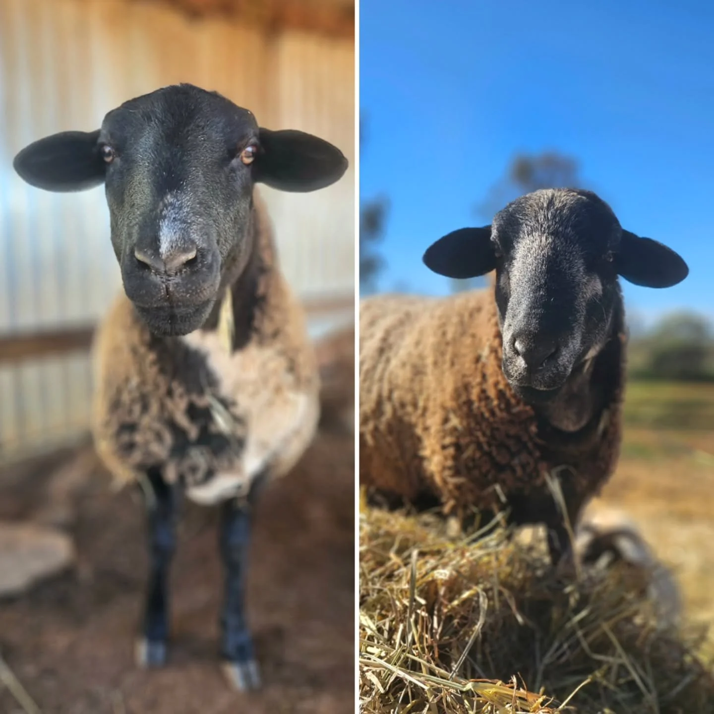Domino &amp; Moo-Moo - the twins of affection. The cuddlers of joy!

You know these two wonderfully fantastic pair! Rescued from the pages of Scumtree, a publication that should NOT be permitted to sell animals (particularly farm animals) due to the 