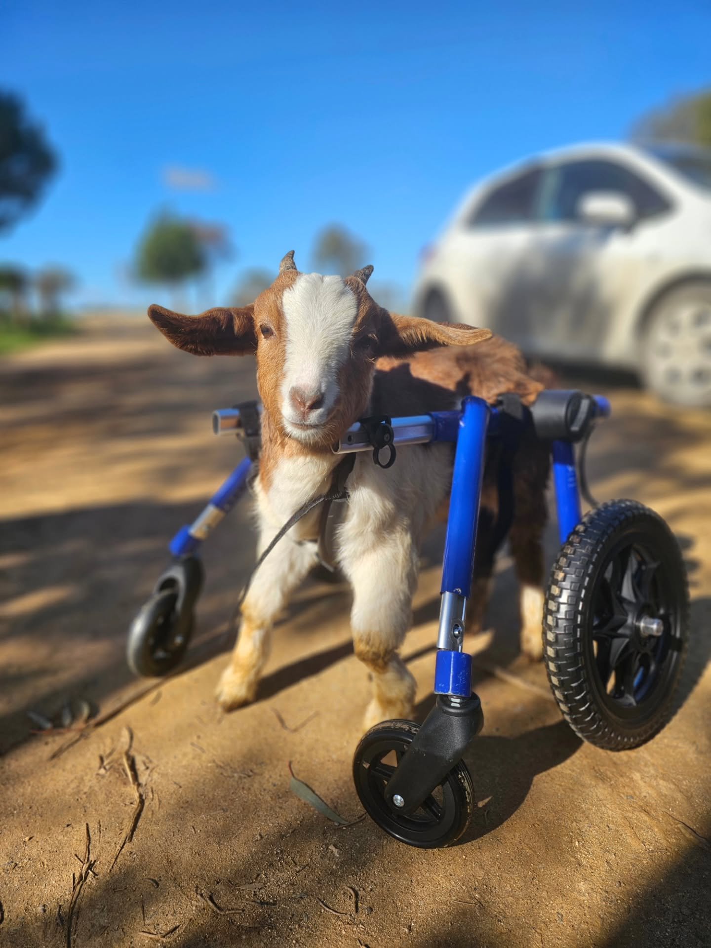 We invite you to be watching tonight. 💚

❤️ FUREVER FARM - Where the voiceless come to speak ❤️ 

#sunshine #fureverfarm #kindness #sanctuary #wherethevoicelesscometospeak