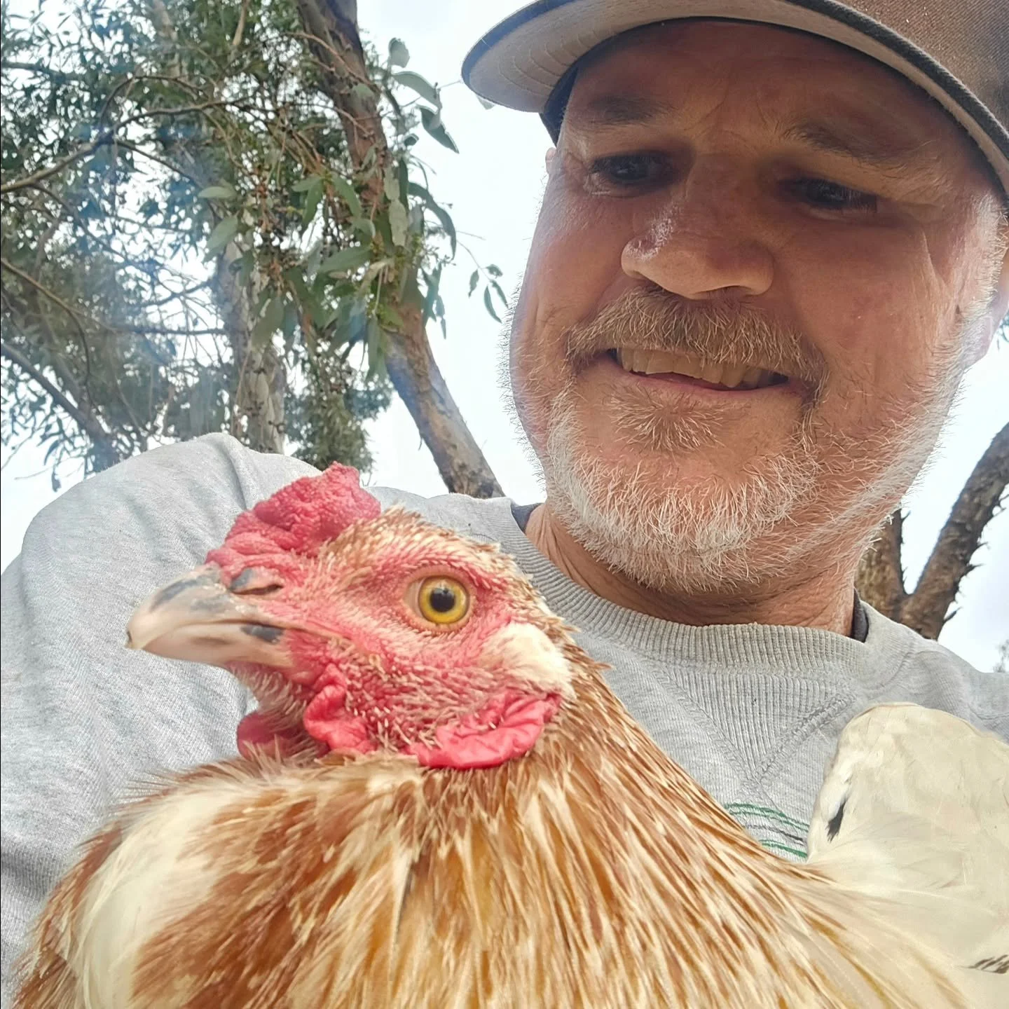 It's hump day, and yes, roosters love a cuddle midweek. 

Roosters such as Dewey are so misconstrued. Thought by many to be vicious noisy timekeepers,  the reality is they are anything but!

Crowing throughout the day and night, rather than just at s
