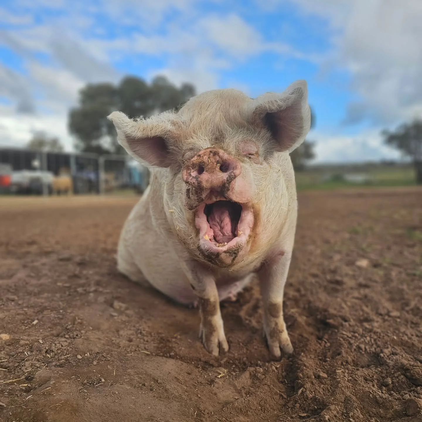 Oh, sorry. 

Did we wake you, Rosie? 

Thank you for the morning piggy smile. We're sure everyone could use that! 🐷💚

❤️ FUREVER FARM - Where the voiceless come to speak ❤️ 

#rosie #fureverfarm #compassion #sanctuary #wherethevoicelesscometospeak