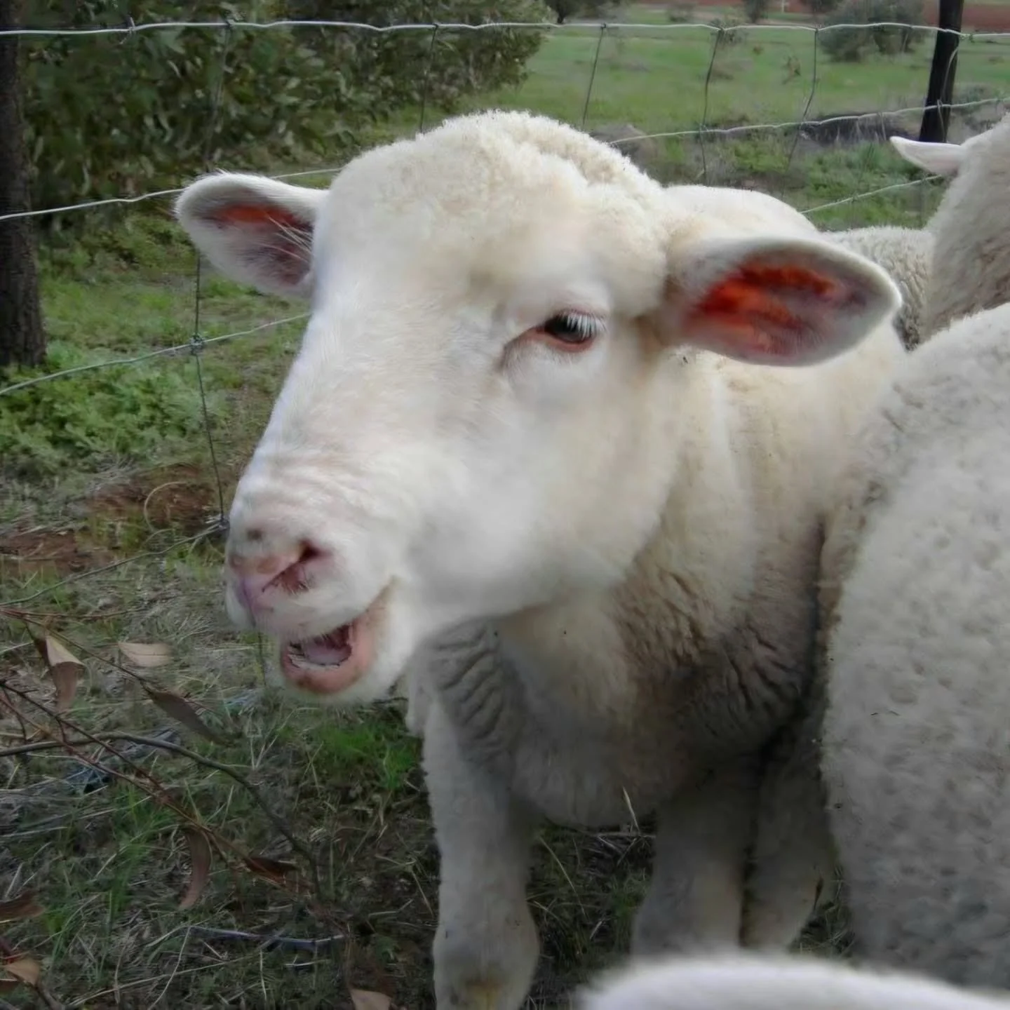 A bit of Throwback Thursday....

One so tiny and butter would not melt in the mouth.
The other with the slight grin and eyes that have you worried! 😁

Meet Larry everyone. 

In baby form Larry was the perfect gentleman. As skippedy-do as lambs can g