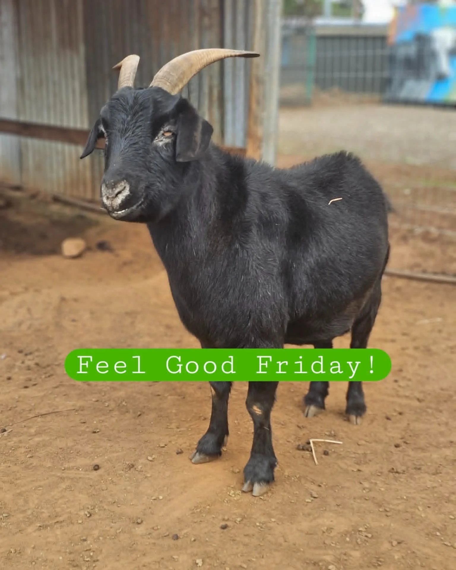 She is the girl with the face of an angel. 

Despite her scars, Sooty the goat is utterly pleasurable and exquisitely sublime. So demure in her character, Sooty relishes her place upon the earth and lives free now from pains of her past.

With a name