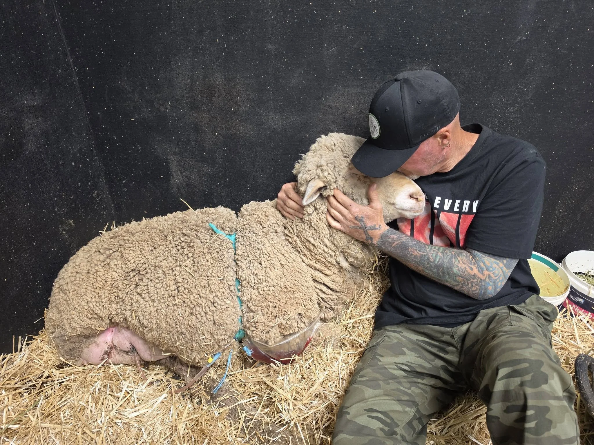 Karma Rescue sheep Furever Farm Animal Sanctuary