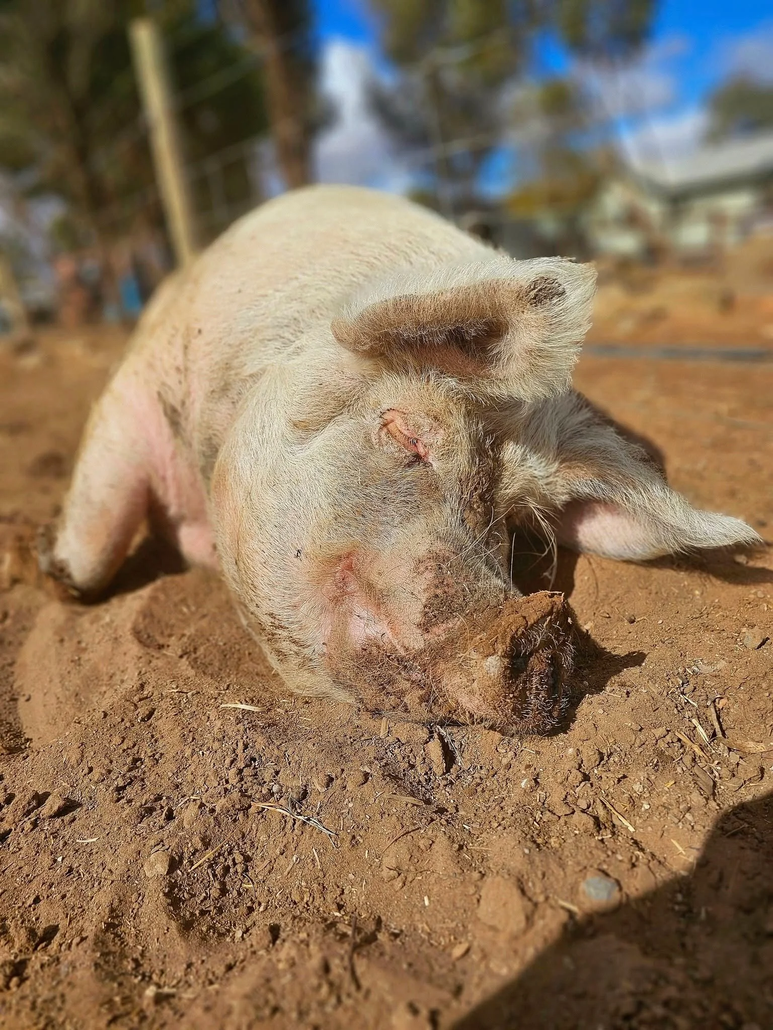 Sponsor an Animal | Furever Farm Animal Sanctuary