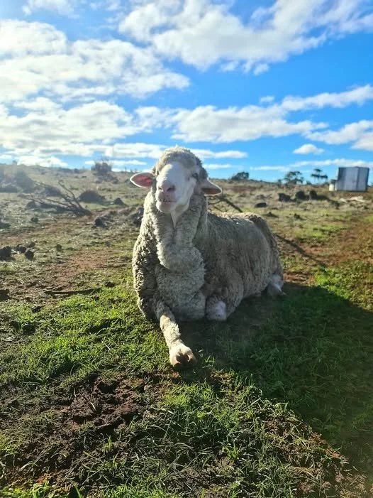 BB Rescue Sheep laying down on grass at Furever Farm Animal Charity