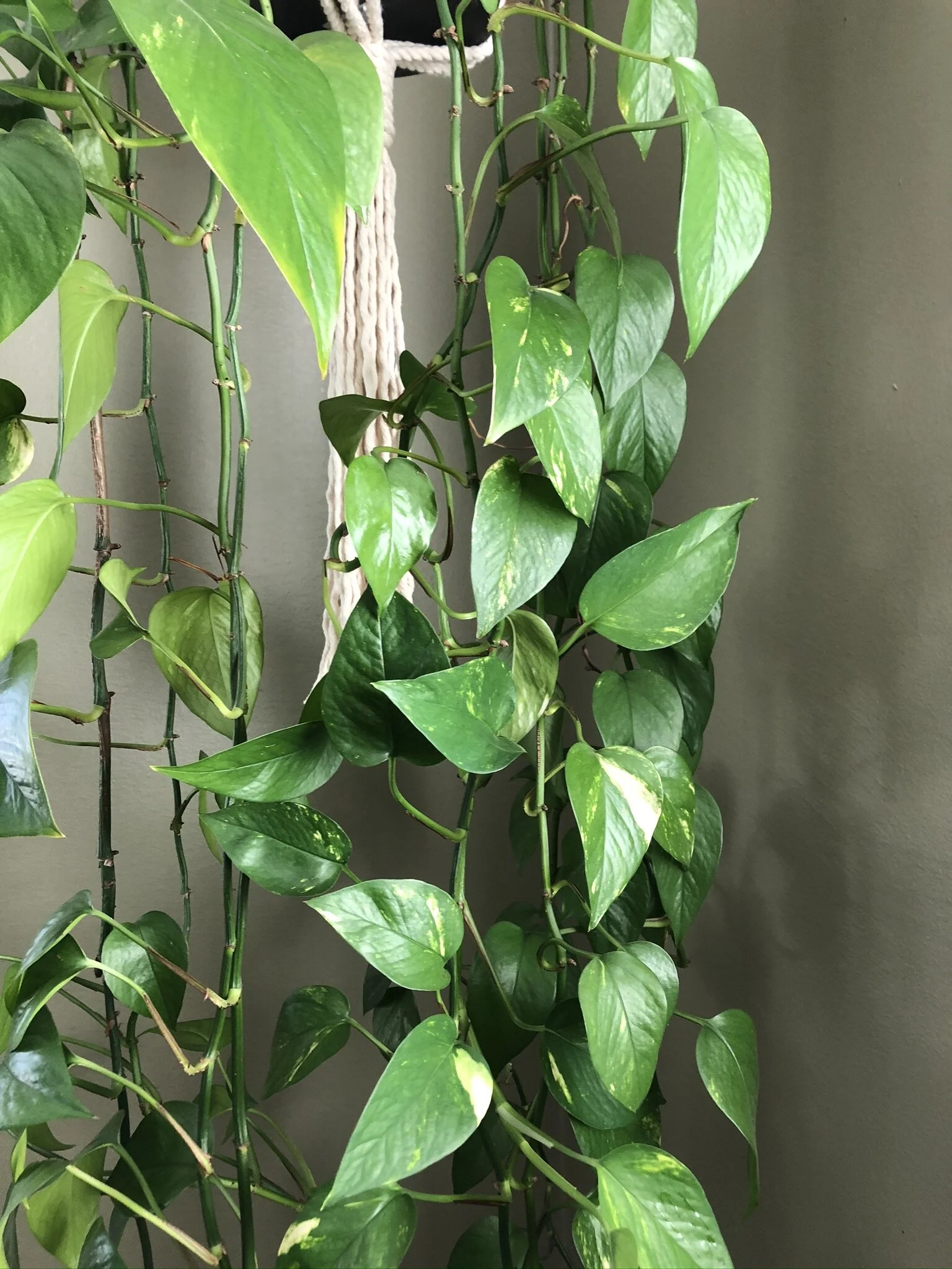 62D91105-4DD3-42F7-823C-738646C0382E